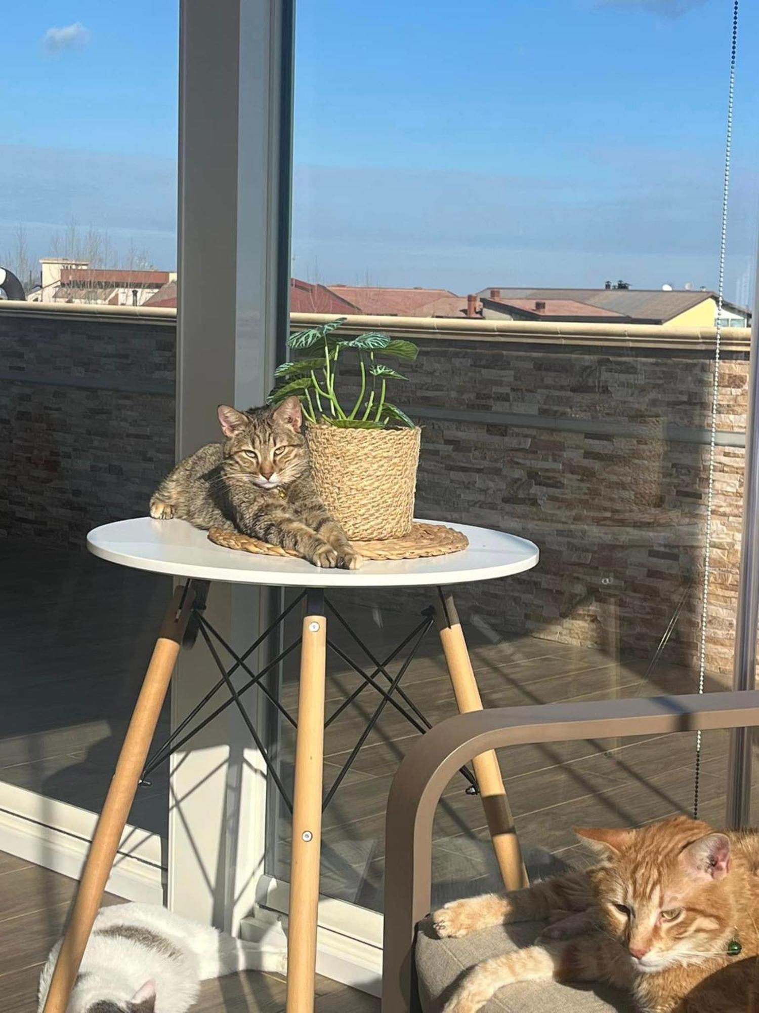 B&B La Terrazza Polifrone 코트로네이 외부 사진